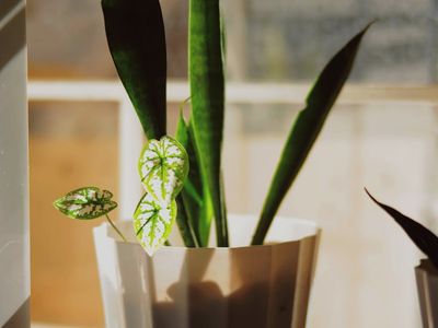 Green plants near a bright window for fresh atmosphere